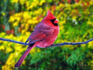 Beautiful Pink Bird