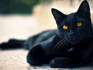 Black Cat Hd 1080p Wallpapers Download