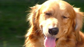 Brown Yawning Dog 1080p Hd Desktop Wallpaper