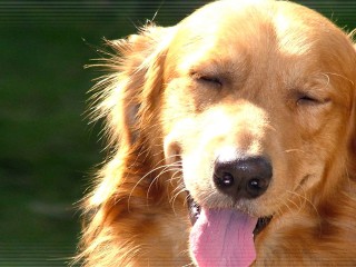Brown Yawning Dog 1080p Hd Desktop Wallpaper