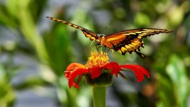 Butterfly Feeding With Nectar Wallpaper