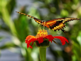 Butterfly Feeding With Nectar Wallpaper