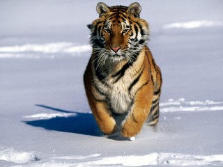 Charge Siberian Tiger