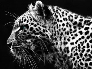 Cheetah Hd Widescreen Desktop Wallpaper