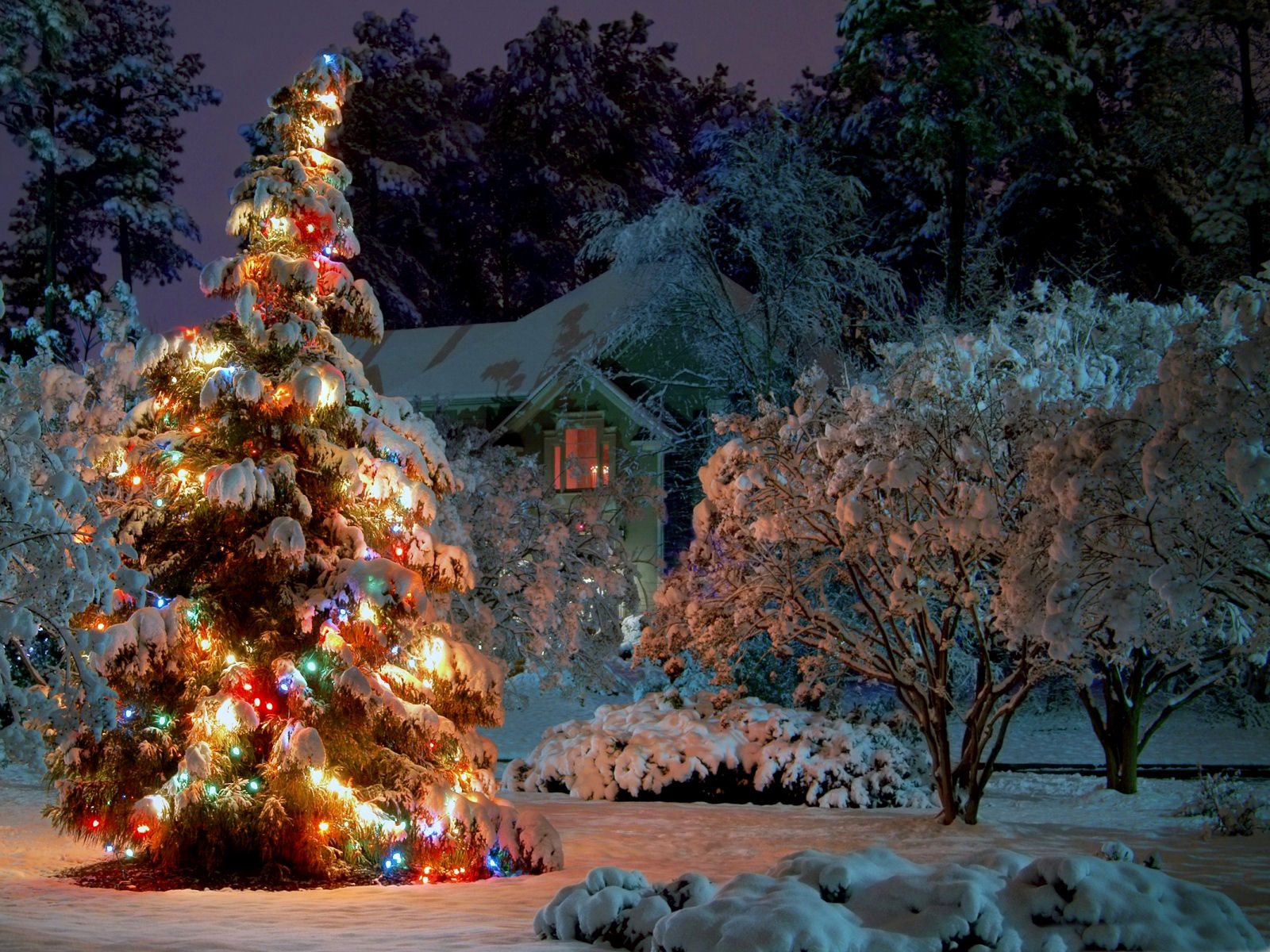 Christmas Tree Lights HD Wallpaper