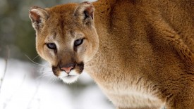 Cougar In Winter Montana