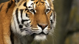 Curious Cat Siberian Tiger