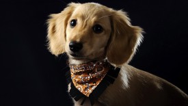 Cute Dog Hd Widescreen Desktop Wallpaper