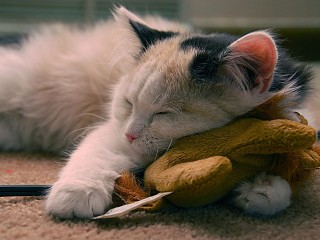 Cute Sleeping Cat Hd Widescreen Desktop Wallpaper