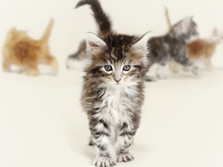 Cutie Kitty Hd Widescreen Desktop Wallpaper