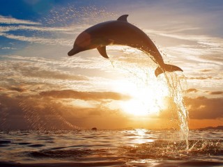 Dolphin Jumping Wallpaper HD Widescreen