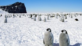 Emperor Penguins Antarctica Wallpaper Hd Wallpapers