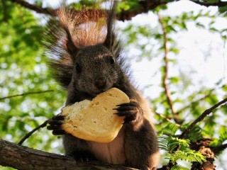 Funny Squirrel Wallpapers Hd Widescreen
