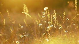 Golden Grass Background