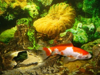 Goldfish In Aquarium Wallpaper
