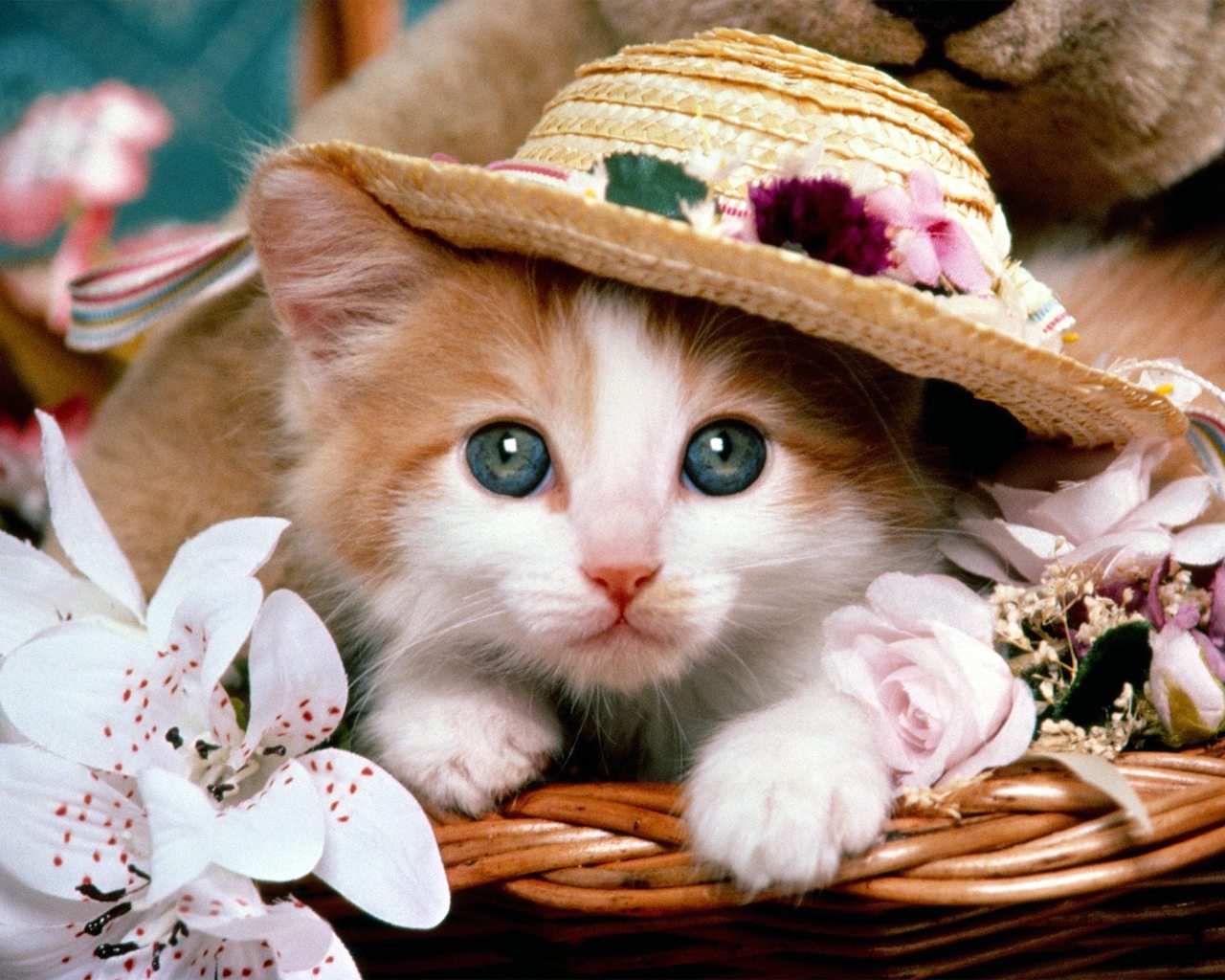 Kittens Wallpaper Hd Wallpapers - Wallpapers Hero