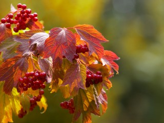 Leaves And Cherries Hd Widescreen Wallpapers