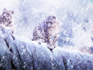 Leopards In The Snow Mac Wallpaper