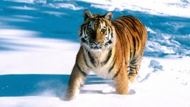 Majestic Grace Siberian Tiger
