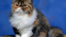 Persian Calico Kitten