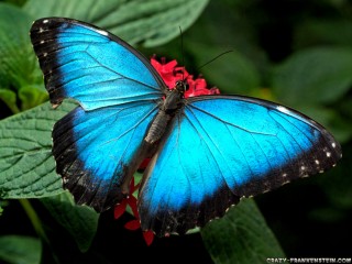 Picture Butterfly Hd Wallpapers