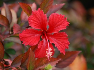 Red Hibiscus Flower HD Widescreen Wallpapers