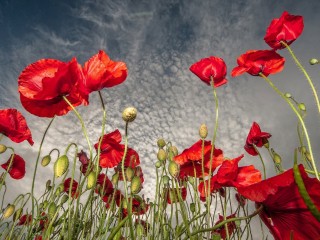 Red Poppies Wallpaper HD Widescreen