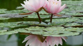 Wallpaper Nature Beauty lotus