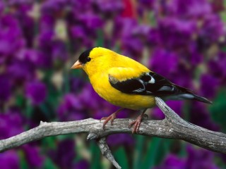 Yellow Bird Picture