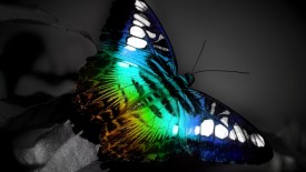hd wallpaper animated butterfly
