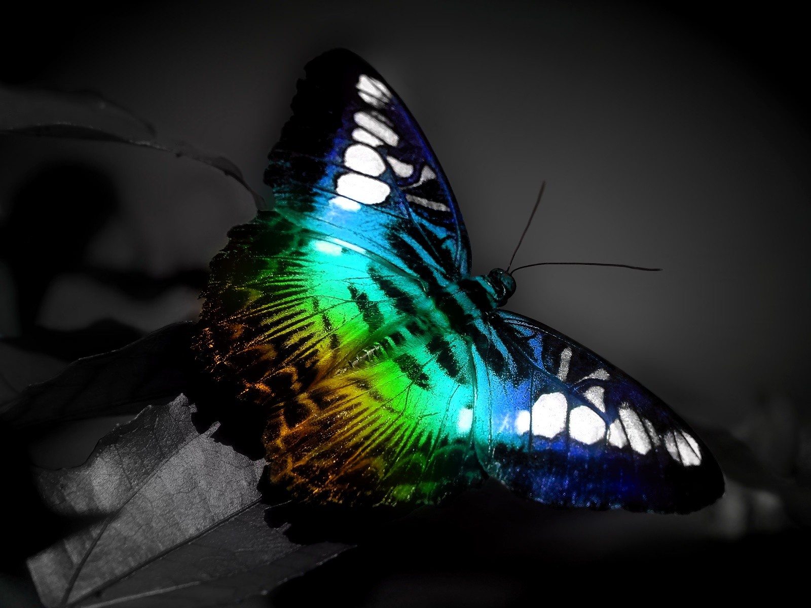 hd wallpaper animated butterfly