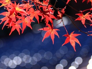 Japanese Maple Leaves Bokeh mac Wallpaper