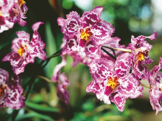 Jungle Orchids Flower HD Widescreen Wallpapers