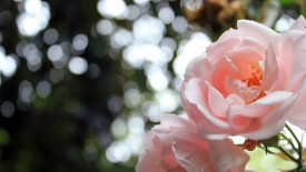 Light Pink Roses Bokeh Iphone Panoramic Wallpaper