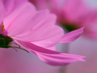Lovely Pink Flower hd Widescreen Desktop Wallpaper