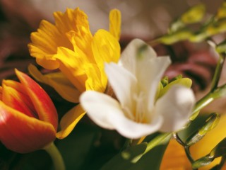 Mix Tulips HD Widescreen Wallpapers Flower