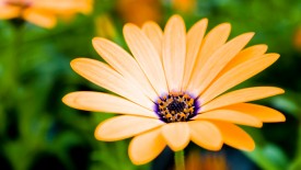 Orange Daisy Flowers 1080p HD Wallpaper for Desktop