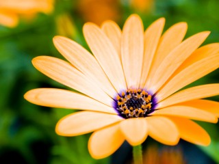 Orange Daisy Flowers 1080p HD Wallpaper for Desktop