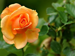 Peach Rose 1080p Flowers HD Wallpaper