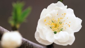 Pear Blossom 1080p Flowers HD Wallpaper for Desktop