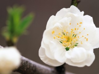 Pear Blossom 1080p Flowers HD Wallpaper for Desktop