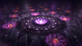 Pearl Flowers Pond HD Widescreen Wallpapers