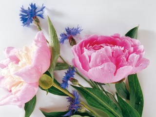 Pink Carnation Flower HD Widescreen Wallpapers