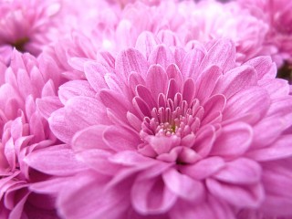 Pink Flower Close up Scenic 1080p HD Wallpaper