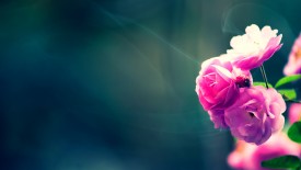 Pink Fresh Flower HD 1080p Wallpapers Download
