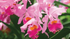 Pink Orchid Flower HD Widescreen Wallpapers