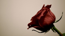 Red Rose Flower Close up HD Widescreen Desktop Wallpaper