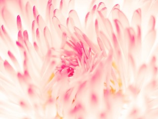Spring Daisy Flower Macbook pro Wallpaper HD