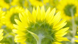 Sunflower Field Wallpapers for the Iphone 4