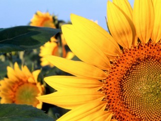 Sunflower Nebraska Wallpaper